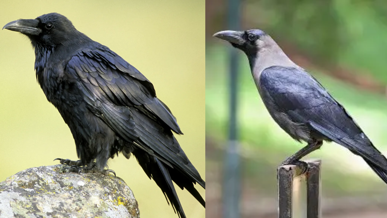 whats the difference between a crow and a raven