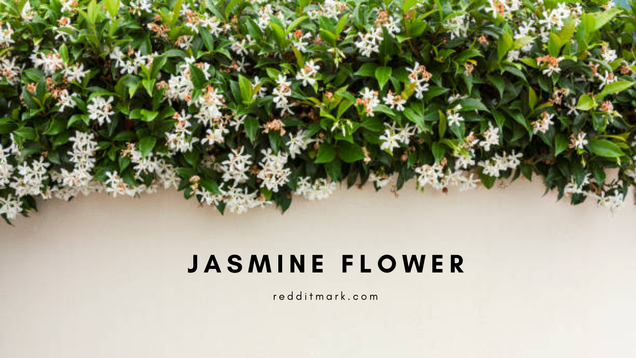 jasmine flower